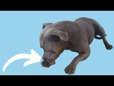 Should You Be Worried About Your Staffy Doing This?