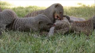 Banded Mongoose