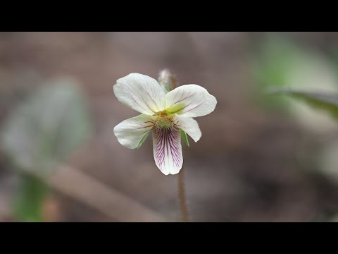 【遠征】高尾山のスミレ/Violets on Mt. Takao