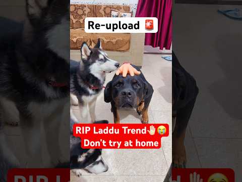 laddu muthaiya Sorry 😭🚨#shorts #dog #husky #trendingsongs