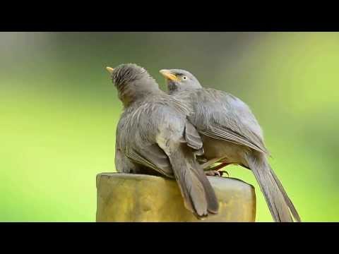 Preening Babblers