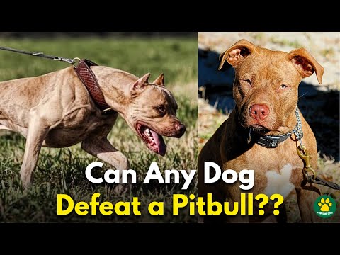 5 Dog Breeds That Could Defeat a Pitbull Terrier!