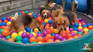 TOP 10 Funniest Beagle Dog Parties You Have to See!