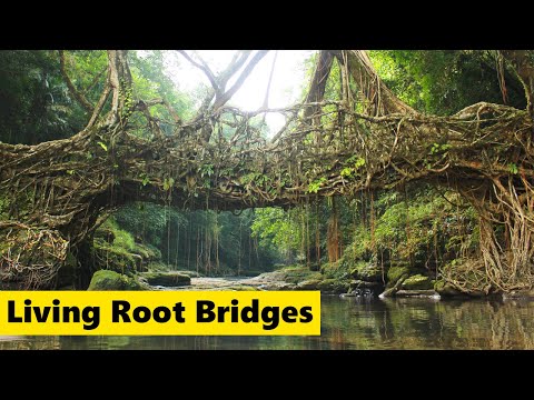 Ancient Living Root Bridges