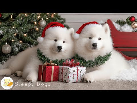 12 hours Soothing Music for Dogs to Sleep | Dog Music Therapy Calming Aid for Relaxation