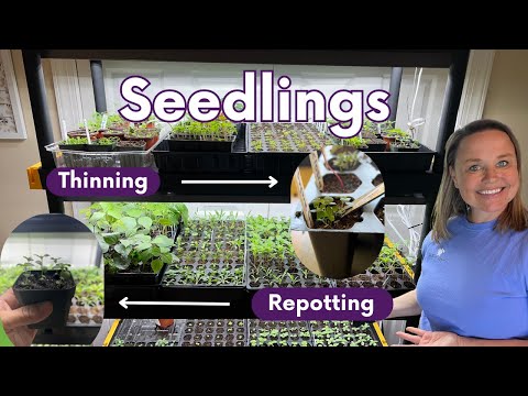 SEEDLING Updates, My BEST Seed Storage,  My FAV Plant Name, Thinning, Repotting & Staying Organized