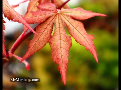 Acer palmatum 'Ruby de Sofia’ Japanese Maple