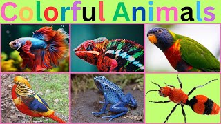 The Majestic World of Most Beautiful Animals and Birds