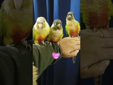 I love you  #shorts #iloveyou #pets #birdslover #conure #flying #happiness #entertainment