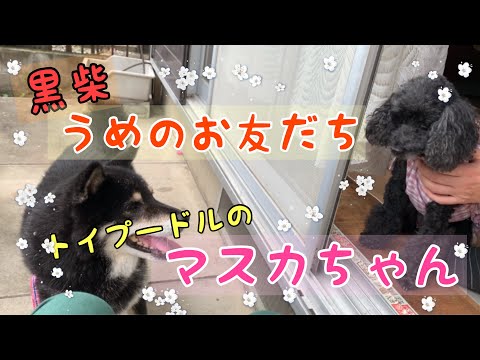 【黒柴・保護犬＃59】お友だちのマスカちゃんです