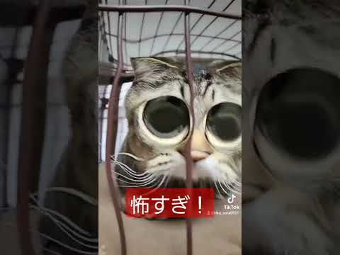 【キジトラ】怖すぎるキジトラ猫のソラ