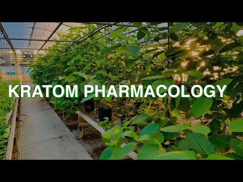 Hamilton Morris talks with Dr. Oliver Grundmann about kratom pharmacology