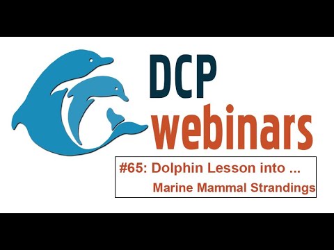 DCP Dolphin Lesson: I Found a Stranded Animal, Now What?