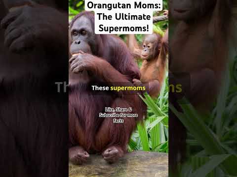 Orangutan Moms: The Ultimate Supermoms! #ytshorts #facts #forestfacts #care #feeding