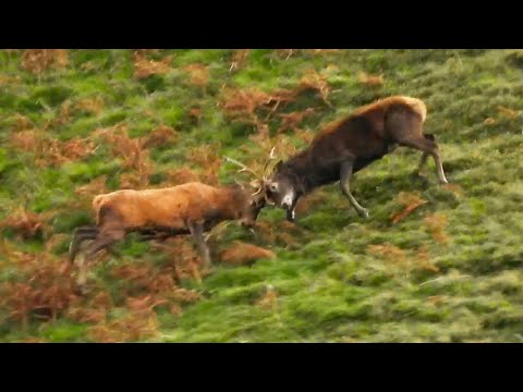 RED DEER RUT 2023 👀  Behind you!  👀 Antler Pierces Stags Rear 👀 OUCH !!!  👀