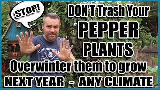 Overwintering Peppers - Grow This Year's Peppers again NEXT YEAR!