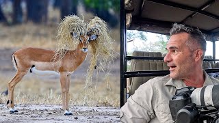 Best LION and WILDLIFE SAFARI - I've Never Seen This Before! | The Lion Whisperer