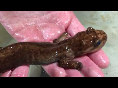 San Mateo Outdoor Education || Catching Salamanders with Scale II