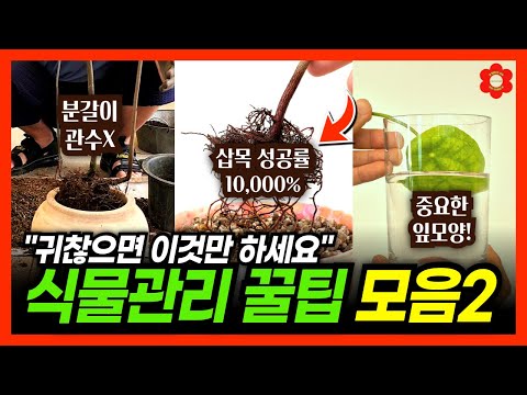 [📌한번 보면 평생 써먹는] 식물 관리 대박 꿀팁 베스트6🏆ㅣ귀찮으면 딱 하나만 따라해보세요! 내일 바로 달라집니다👍ㅣ2024년 여름 휴가, 방학 특집 꿀팁 모음.zip📂