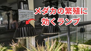 いきもの電球はメダカの室内繁殖におすすめ！