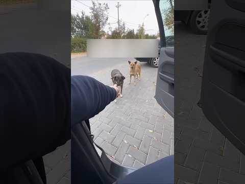 what happened when 3 dogs are near the car and grass elemination mechine #new