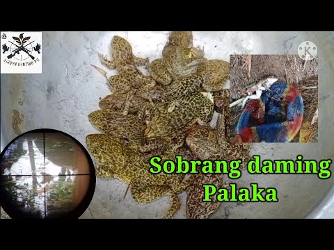 Bird Hunting PH ep27: Catch and Cook Frog