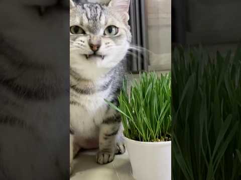 nom nom cat grass 🐱 #cat #funnycats #cutecat #cutepet #catlover