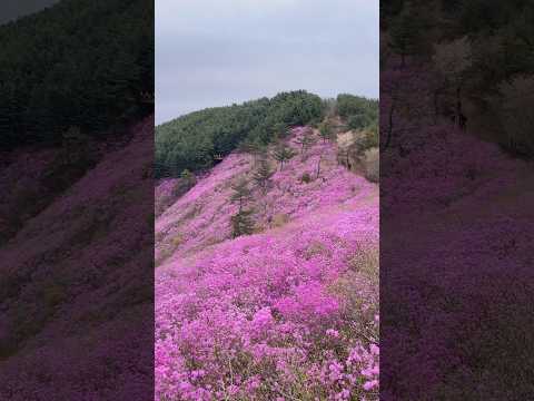 천주산 이번주에 꼭 가야함 🌸