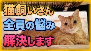 猫の抜け毛の原因と4つの対策【NewStyle RAYCOP】