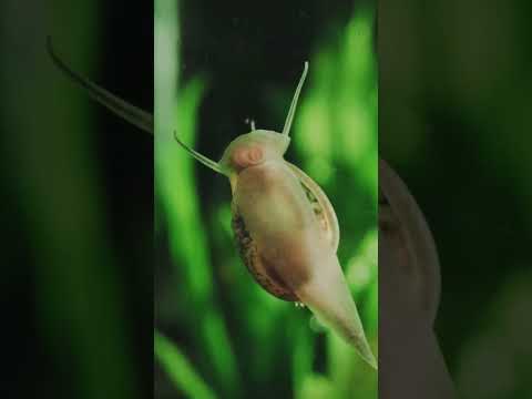 Assassin Snail: The Ultimate Tank Cleaner! #FreshwaterTank #AquariumCare #FishTankMaintenance