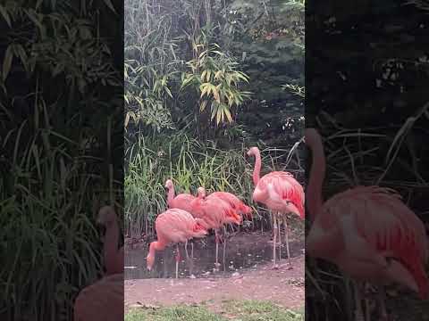 Flamingos#PinkFlamingos#FlamingoLove#FlamingoVibes#FlamingoLife FrankfurtZoo#ZooLife#ZooPhotography