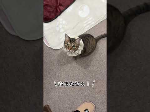 ミーシャの日常。#保護猫