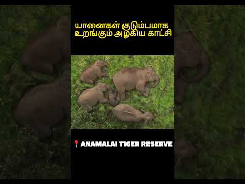 Anaimalai Tiger reserve Elephant Sleeping video #coimbatore #pollachi