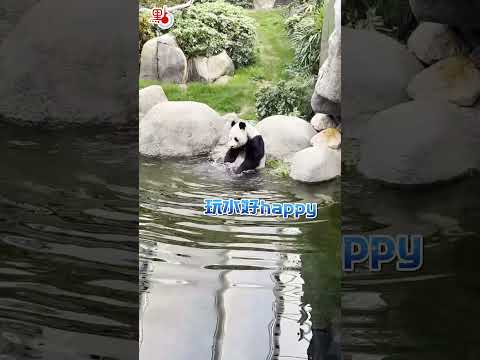 熊掌撥清波～大熊貓「樂樂」玩水超Chill　Giant Panda Le Le playing water while bathing in Ocean Park Hong Kong