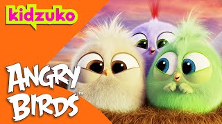 🐣 The Story of the Hatchlings and the Lost Baby Eggs 🪺 | Angry Birds | Compilation | @Kidzuko