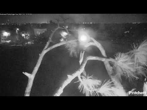 Southwest Florida Eagle Cam