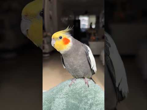 Jojo's Cute Singing Moments 🥰🎶🦜 #cockatielscraze #birdsinging #cutepets