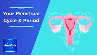 Your Menstrual Cycle &  Periods in 3 Minutes