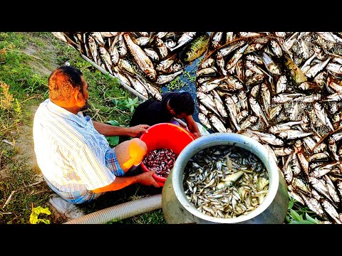 মাশাআল্লাহ! Catch Lot Of little fish | Fishing video village | Catch Fishing video bd