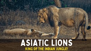 Asiatic Lion: The Last Kings of Indian Jungle