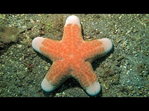 Facts: The Granulated Sea Star