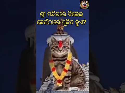 ଶ୍ରୀ ମନ୍ଦିର ରେ ବିଲେଇ କେଉଁଠି ପୂଜିତ ହୁଏ #cat #srimandir #jagannath #odia #lyrics #odialyrics