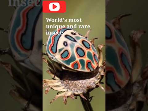 World's most Unique Rare Insects #generalknowledge #amazingfacts #shocking #youtubeshorts #insects