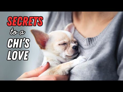 How Chihuahuas Choose Their Favorite Person