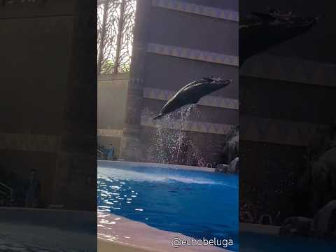 Okina demonstrates the speed and power of the false killer whale 🔥