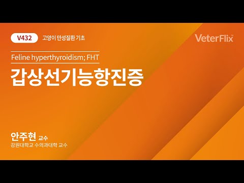 [베터플릭스][고양이 만성질환 기초] 갑상선기능항진증(Feline hyperthyroidism; FHT)