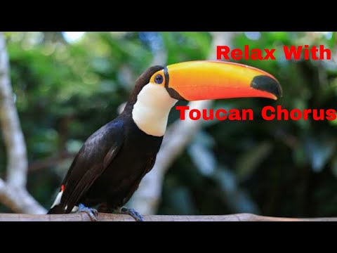 2 Hours Toucan Bird Chorus Sounds For Studying-Nature Relaxing Sounds For Sleeping