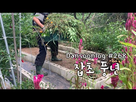 SUB 단순로그268 여름에 베짱이처럼 놀면 가을에 생기는 일  vlog