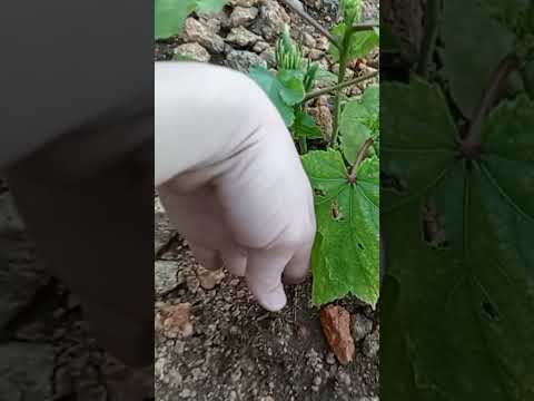 namunga na kahit maliit pa#smallgarden #okra #okraplants #shortsyoutube