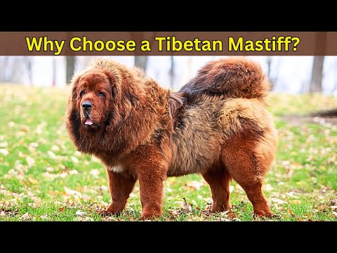 Why would ANYONE want a Tibetan Mastiff?